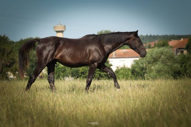 Gelding Selle Fran&ccedil;ais For sale 2023 Black