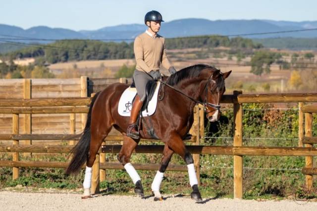 Gelding KWPN Dutch Warmblood For sale 2019 Bay