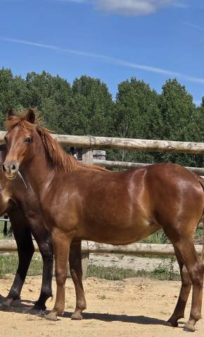 Filly New Forest For sale 2025 Chesnut