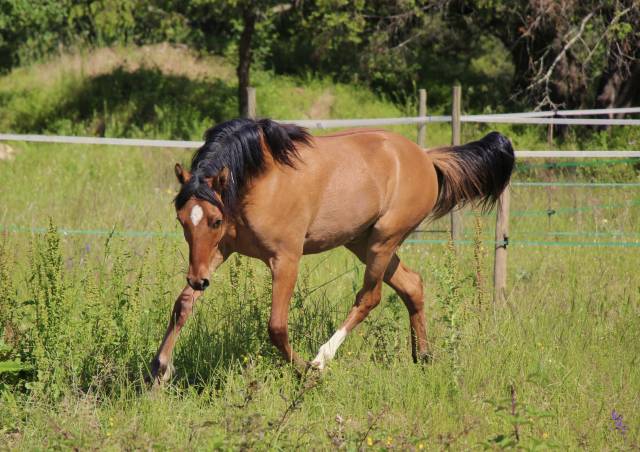 Gelding French Saddle Pony For sale 2025 Dun