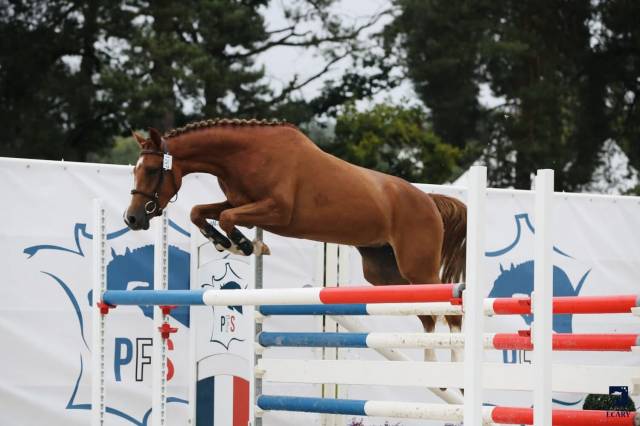 Mare French Saddle Pony For sale 2021 Chesnut