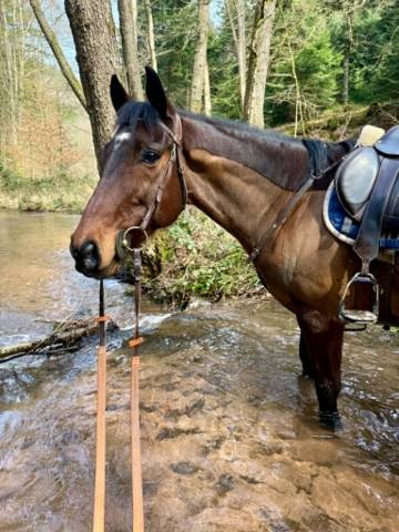 Gelding English Thoroughbred For sale 2016 Bay