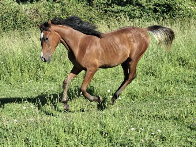 Colt Arabian Thoroughbred For sale 2025 Bay
