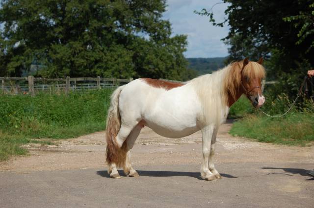 Mare Shetland Pony For sale 2008 Coloured
