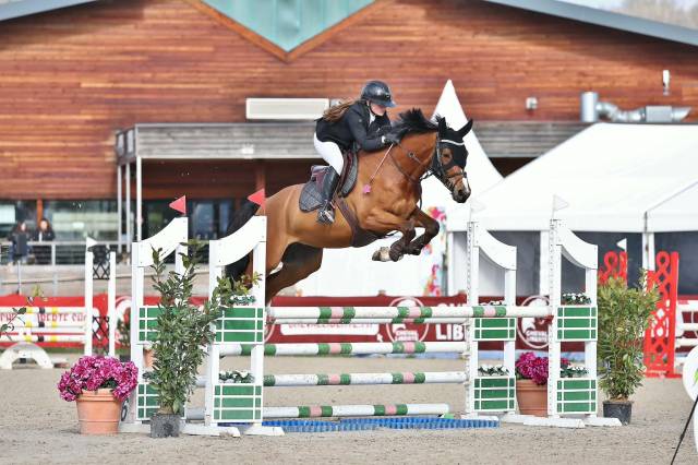 Gelding Selle Fran&ccedil;ais For sale 2021 Bay