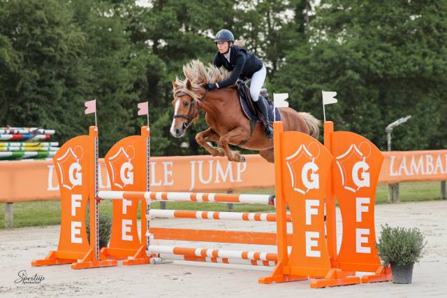Gelding Welsh Part Bred For sale 2022 Chesnut