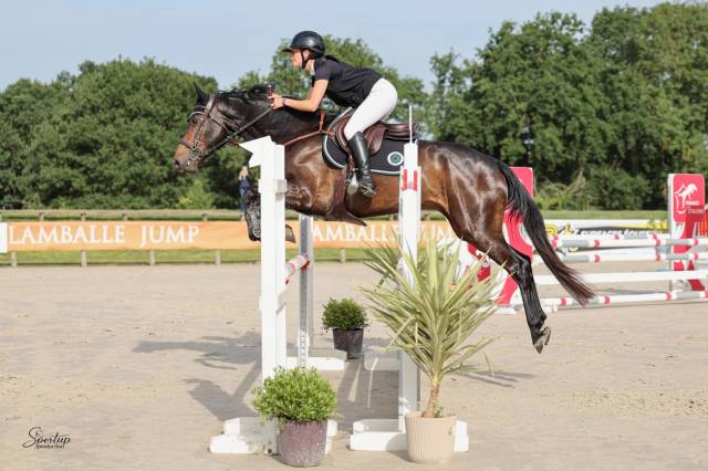 Gelding Selle Fran&ccedil;ais For sale 2020 Dark Bay