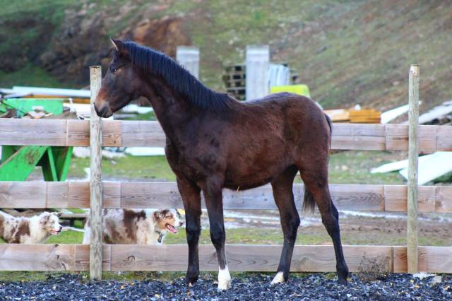 Gelding PRE Pure Spanish Bred For sale 2025 Dark Bay
