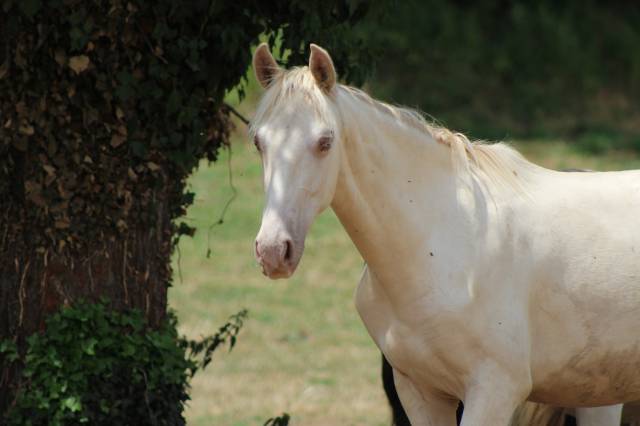 Gelding PRE Pure Spanish Bred For sale 2025 Cremello