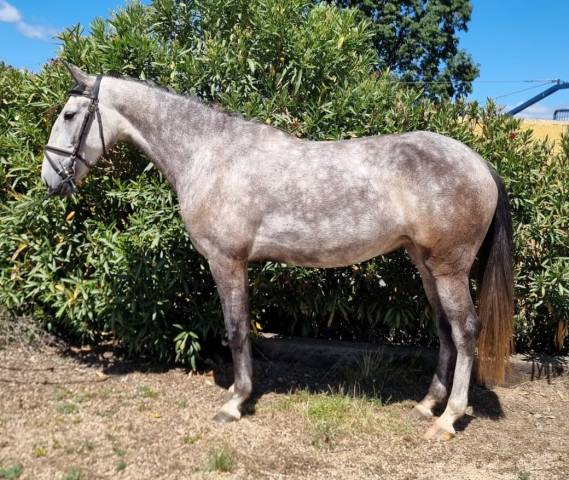 Mare Lusitano For sale 2022 Grey