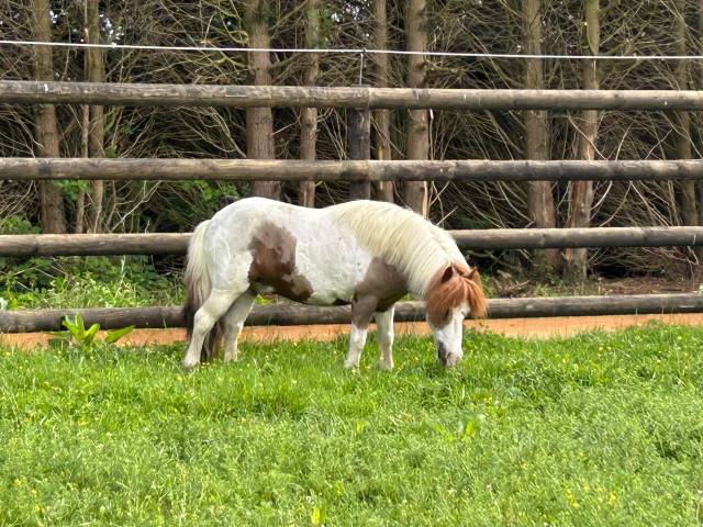 Gelding No Origin Recorded For sale 2015 Coloured