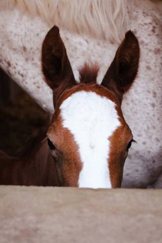 Entire Welsh Part Bred For sale 2026 Chesnut