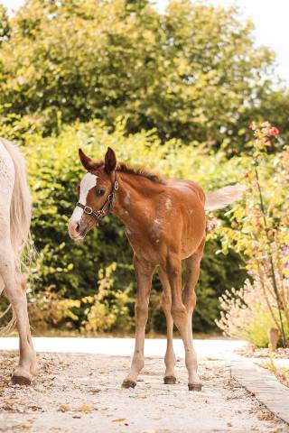 Entire Welsh Part Bred For sale 2026 Chesnut