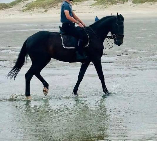 Gelding French Trotter For sale 2020 Bay