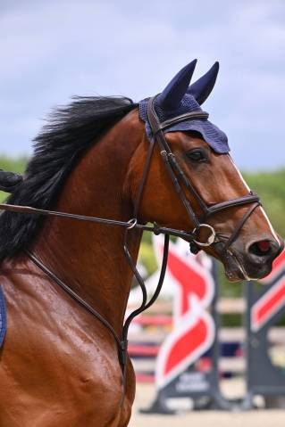 Gelding sBs Belgian Warmblood For sale 2020 Bay