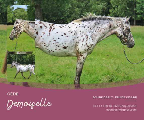 Mare No Origin Recorded For sale 2013 Appaloosa