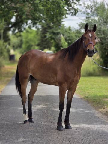 Gelding French Trotter For sale 2021 Bay