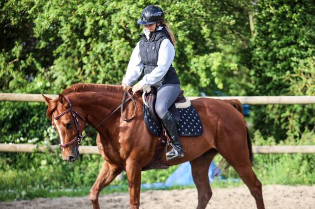 Mare Thoroughbred For sale 2021 Liver chestnut