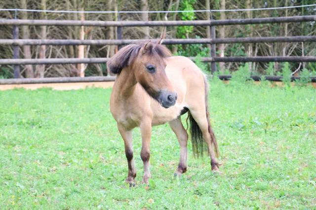 Mare No Origin Recorded For sale 2013 Buckskin