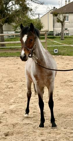 Colt Origin Recorded For sale 2025 Roan