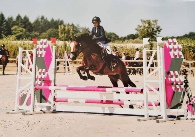 Mare New Forest For loan 2014 Bay
