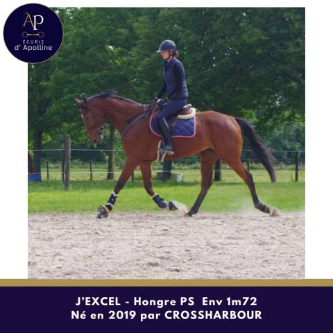 Gelding Thoroughbred For sale 2019 Bay