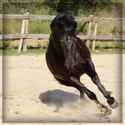 Mare Menorquin Horse For sale 2015 Black