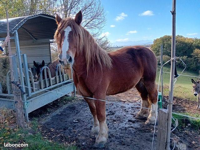 Gelding Breton Heavy Draft For sale 2016 Chesnut
