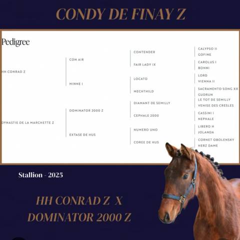 Stallion Zangersheide For sale 2025 Bay