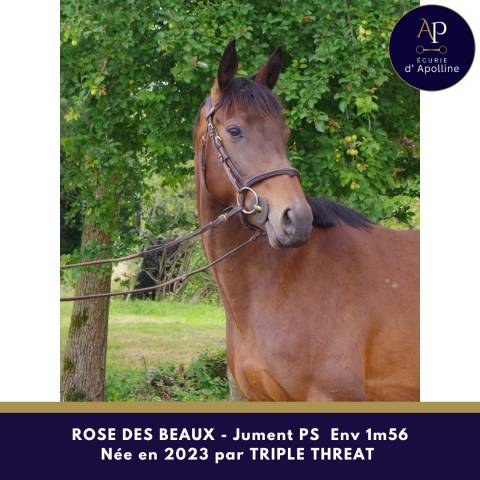 Mare Thoroughbred For sale 2023 Bay