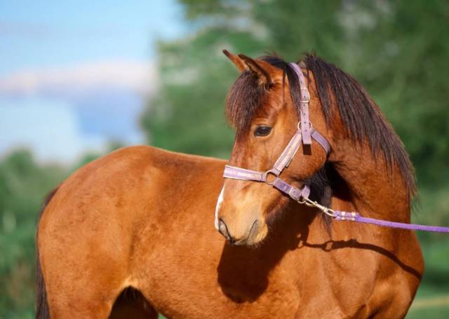 Mare French Saddle Pony For sale 2022 Bay