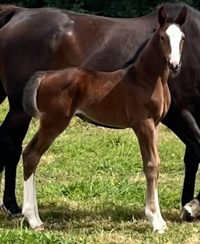 Filly Selle Fran&ccedil;ais For sale 2026 Bay