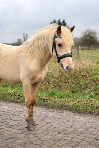 Filly Connemara For sale 2024 Palomino