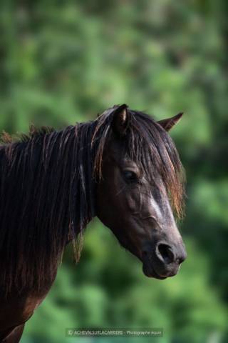 Mare French Saddle Pony For sale 2022 Black