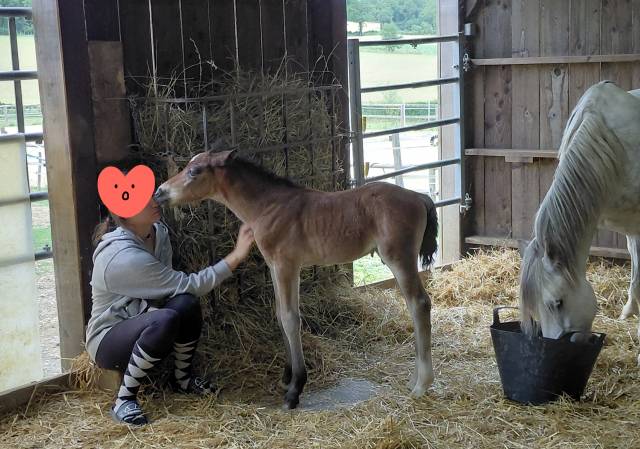 Colt Welsh Pony (Section D), Welsh Cob For sale 2026 Bay
