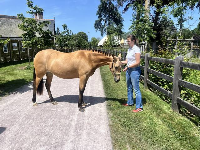 Filly Welsh Part Bred For sale 2024 Buckskin
