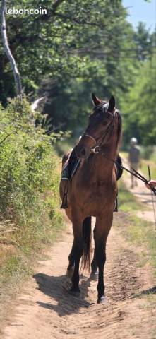 Mare French Trotter For sale 2023 Bay