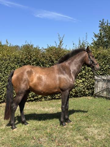 Broodmare Lusitano For sale 2021 Buckskin