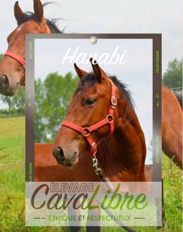 Gelding PRE Pure Spanish Bred For sale 2023 Bay
