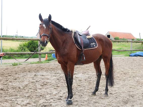 Gelding Thoroughbred For sale 2021 Bay