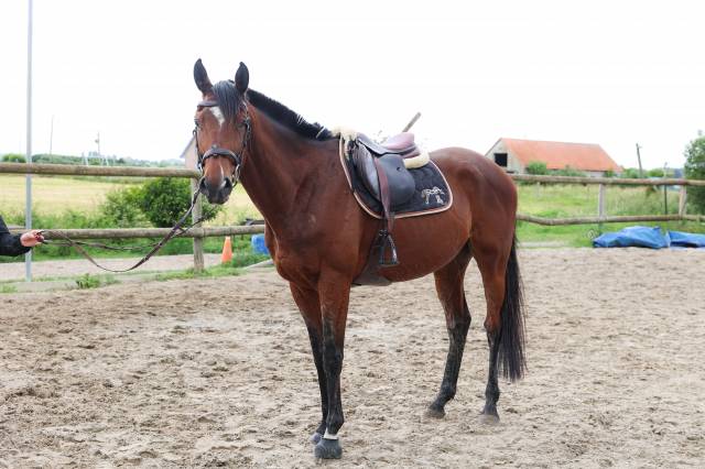 Gelding Thoroughbred For sale 2021 Bay