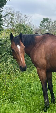 Gelding Thoroughbred For sale 2017 Bay