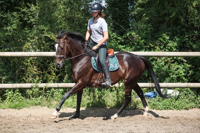 Mare Thoroughbred For sale 2018 Black
