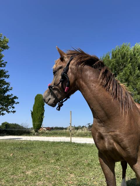 Entire Welsh Pony (Section B) For sale 2024 Bay