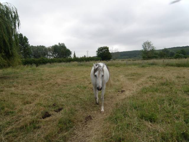 Mare Arabian For sale 2014 Chesnut
