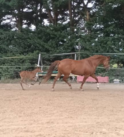 Mare French Saddle Pony For sale 2017 Chesnut