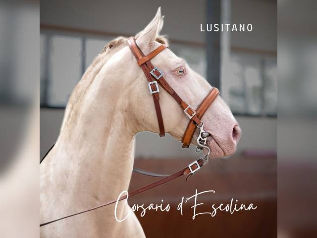 Gelding Lusitano For sale 2012 Cream