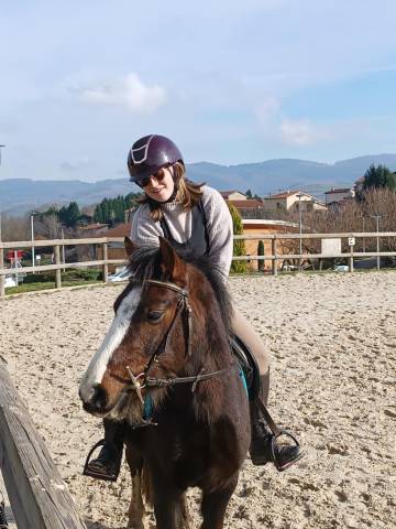 Entire Welsh Pony (Section B) For sale 2021 Bay
