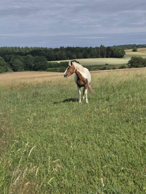 Mare Origin Recorded For sale 2023 Coloured