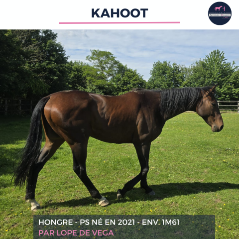 Gelding Thoroughbred For sale 2021 Bay